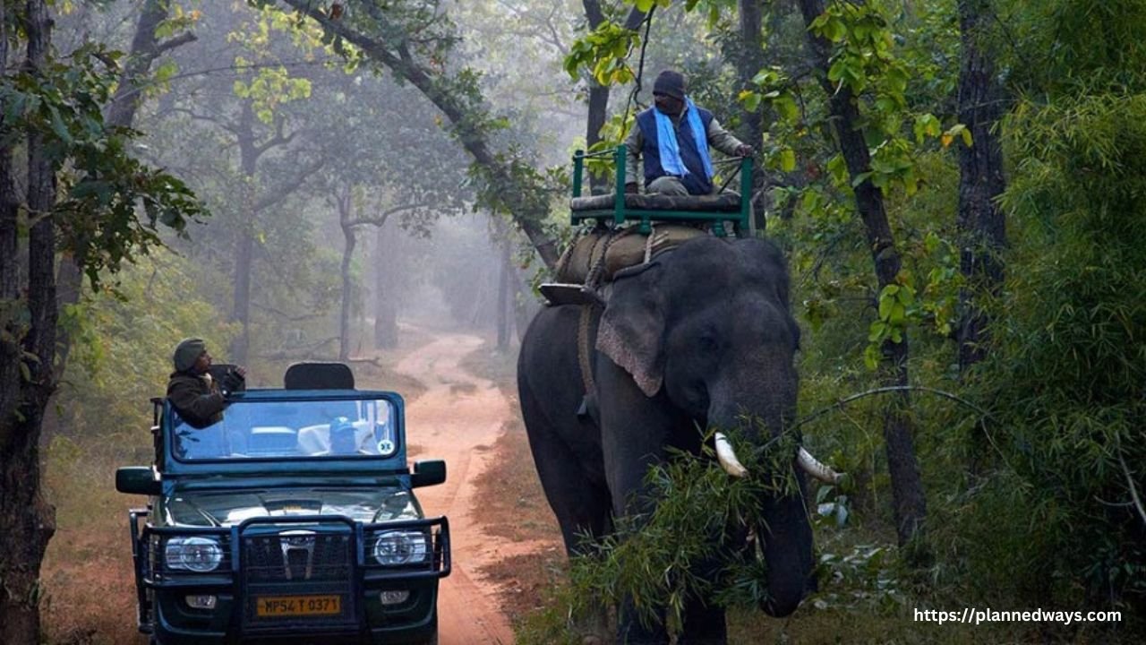 Wildlife Safari At Bandhavgarh National Park