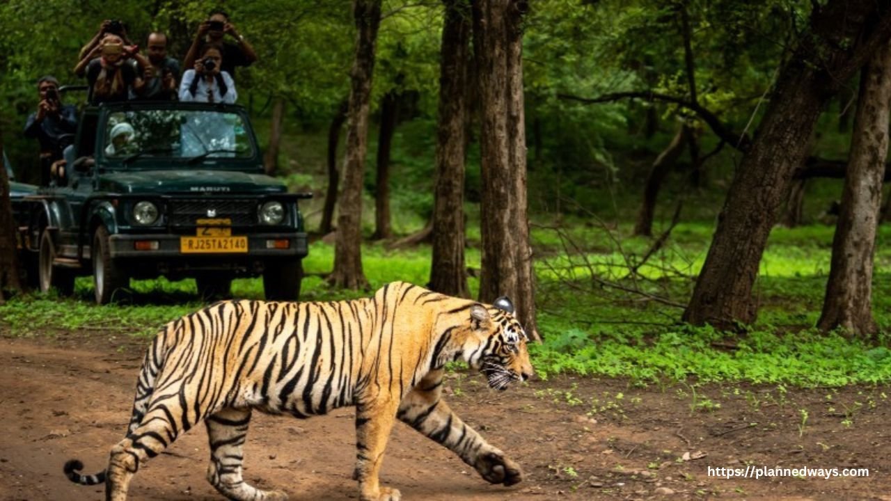 Wildlife Safari At Pench National Park