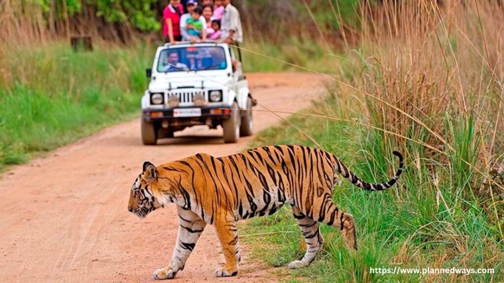 Wildlife Safari At Panna National Park