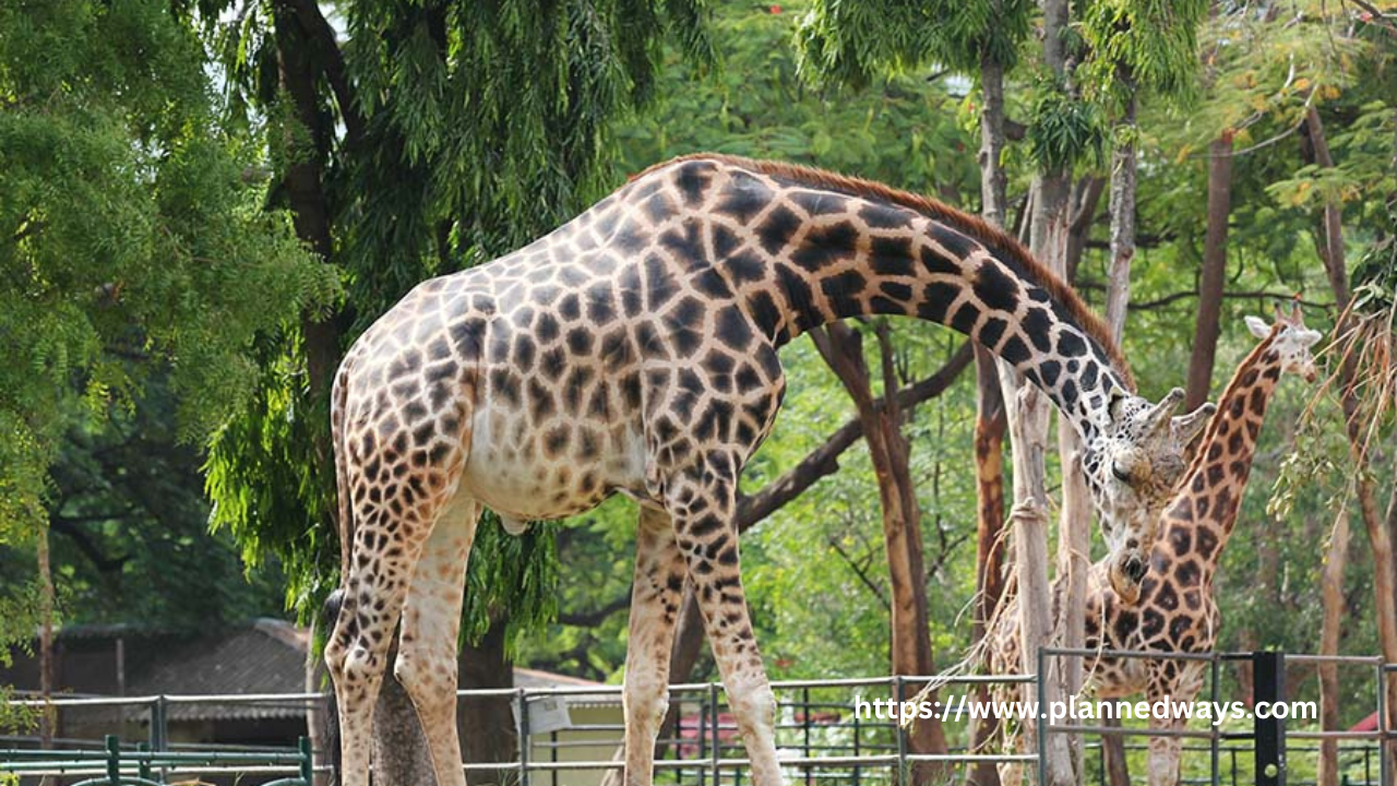 Allen Forest Zoo (Kanpur Zoological Park) Kanpur C.