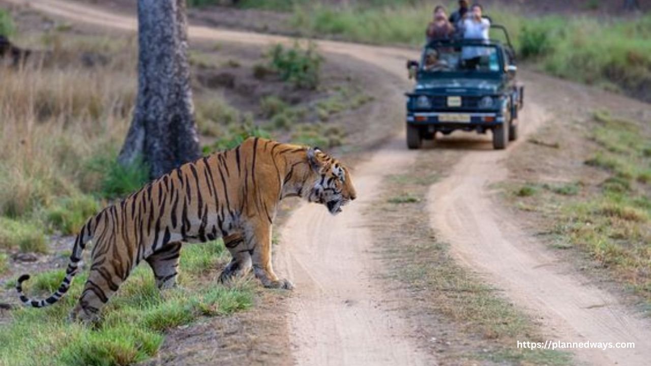 Wildlife Safari At Kanha National Park