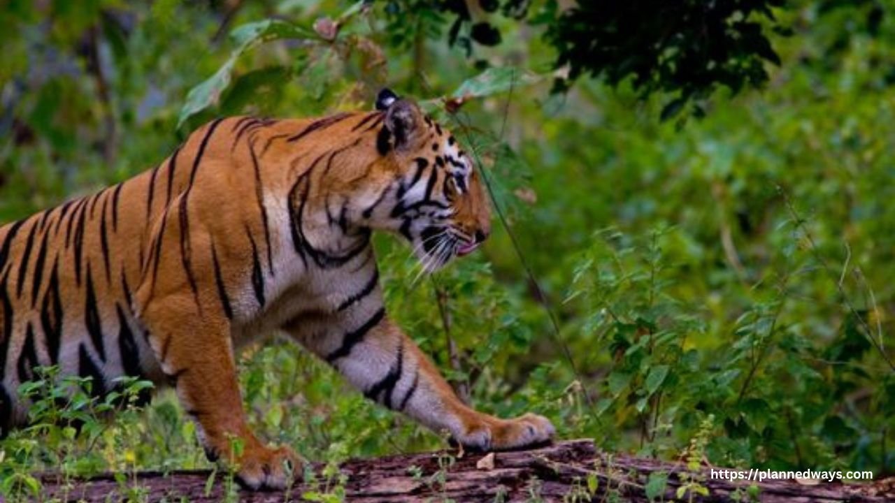 Wildlife Tourism At Kanha National Park