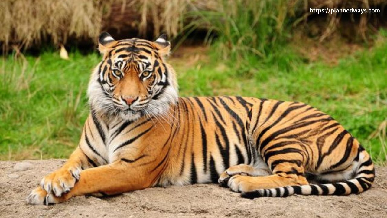 Wildlife Tourism At Bandhavgarh National Park