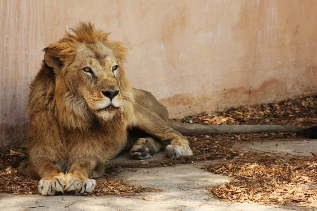  Jaipur Zoo