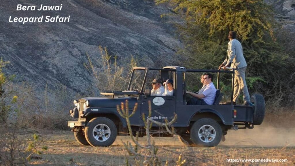 Bera Jawai Leopard Safari