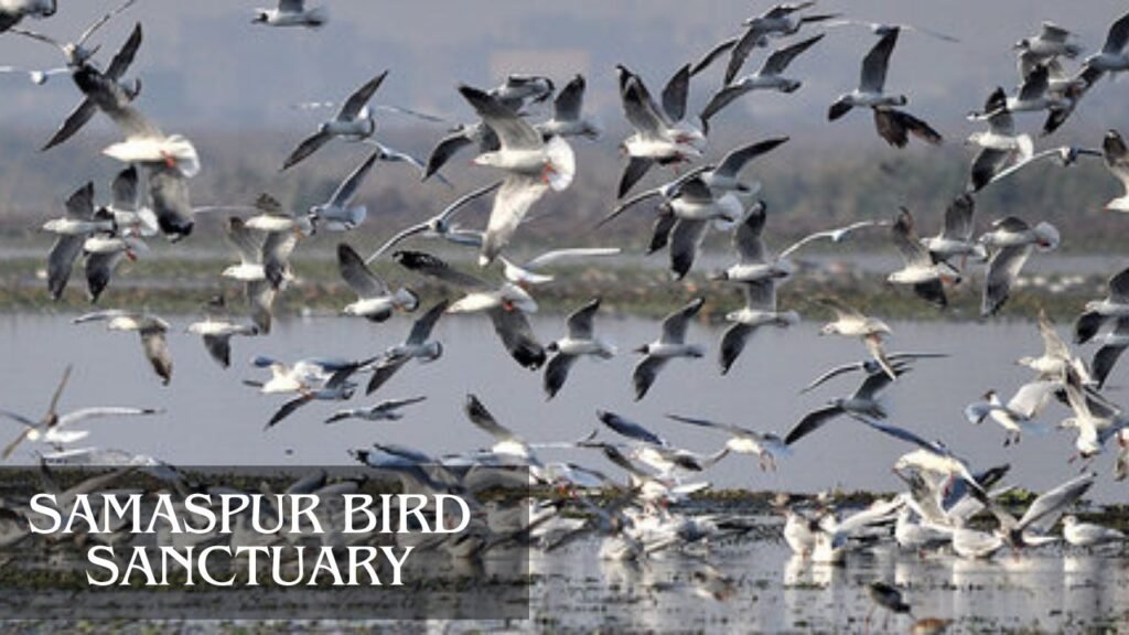 Samaspur Bird Sanctuary