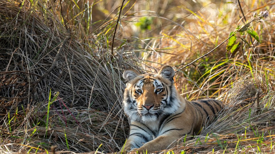 Rajaji Tiger Reserve