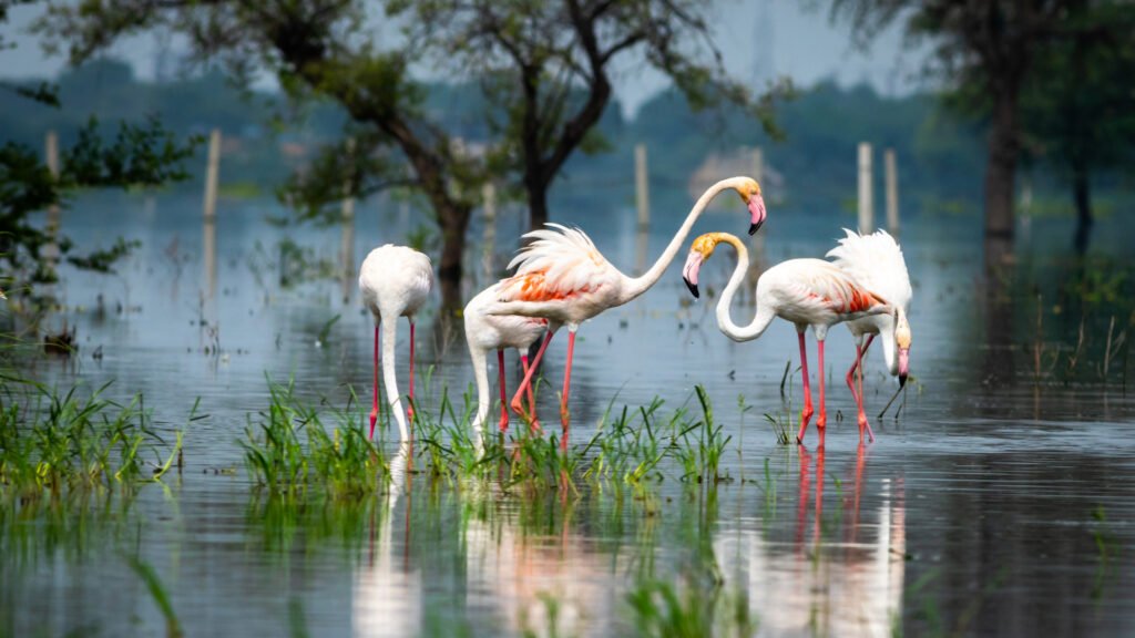 Keoladeo Ghana National Park