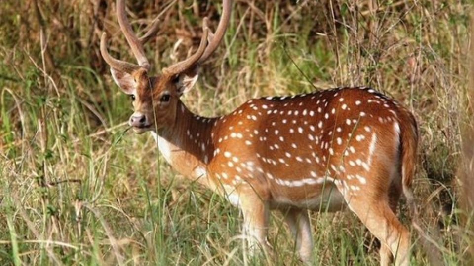 Nargu Wildlife Sanctuary