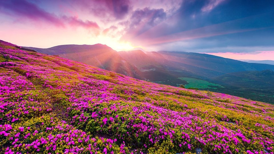 Valley of Flowers National Park Auli