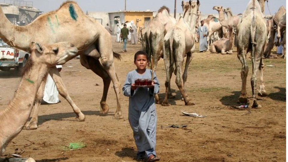 Karauli Cattle Fair Karauli