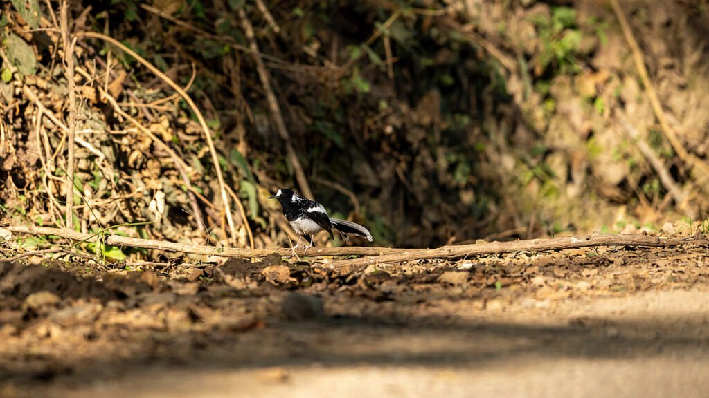 Pangot and Kilbury Bird Sanctuary