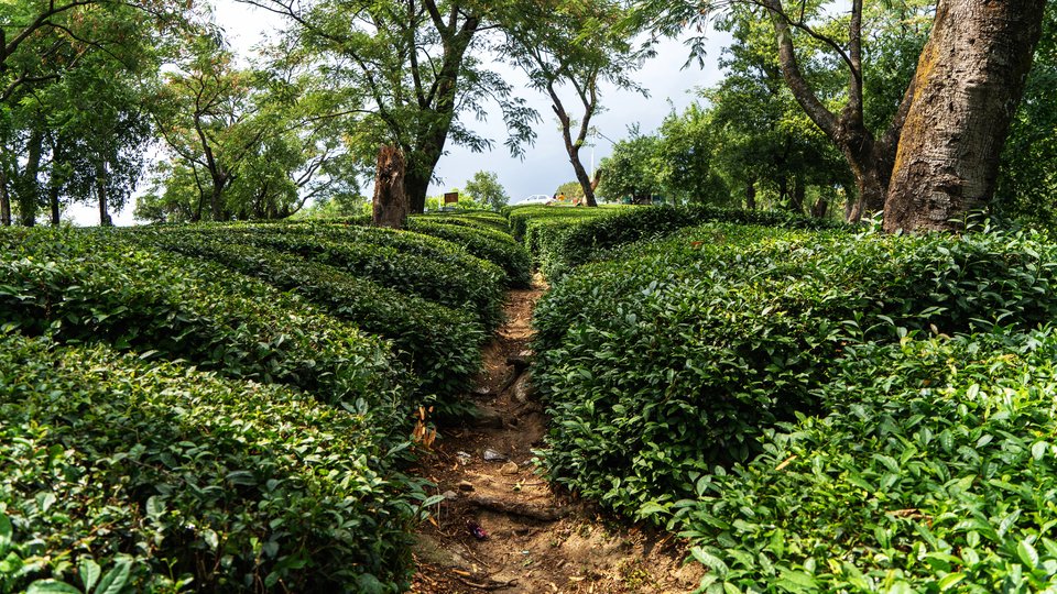 Tea Gardens