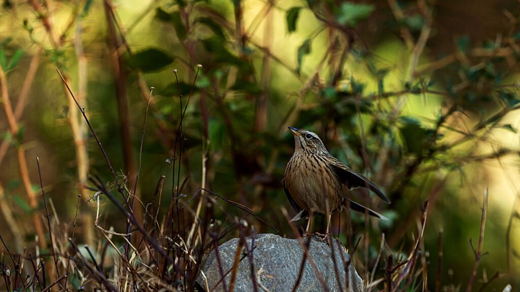 Naina Devi Bird Reserve