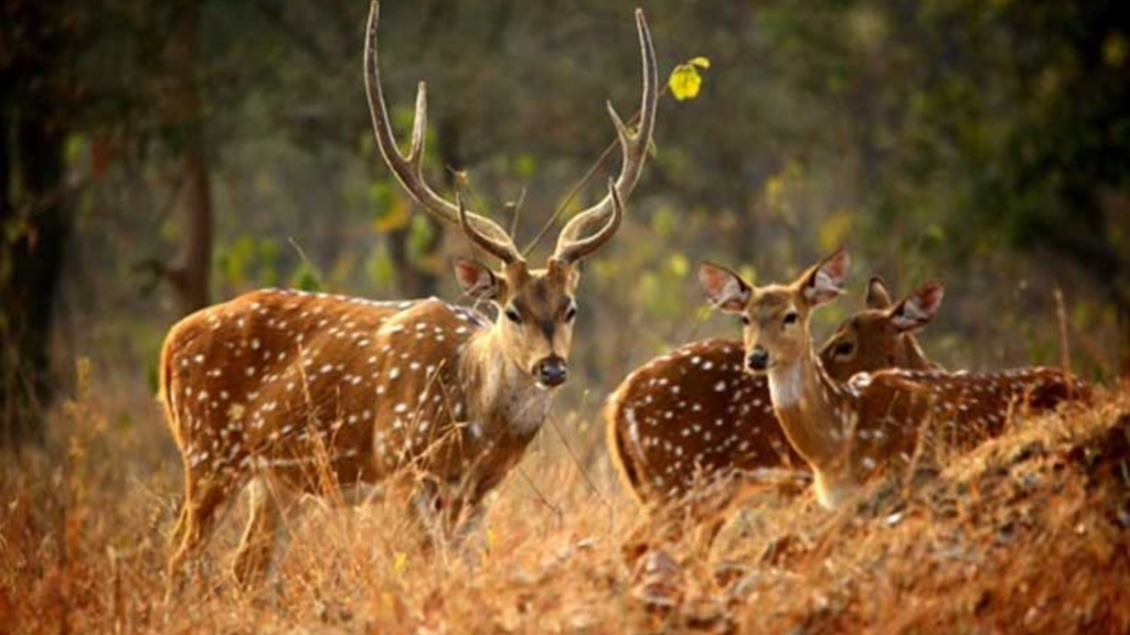  Kanchula Korak Musk Deer Sanctuary