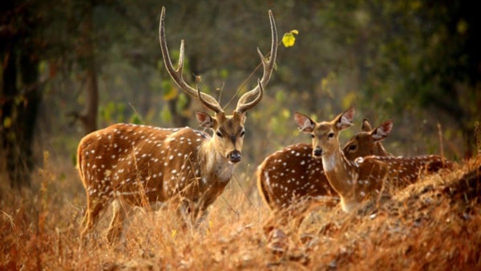 Askot Wildlife Sanctuary Pithoragarh