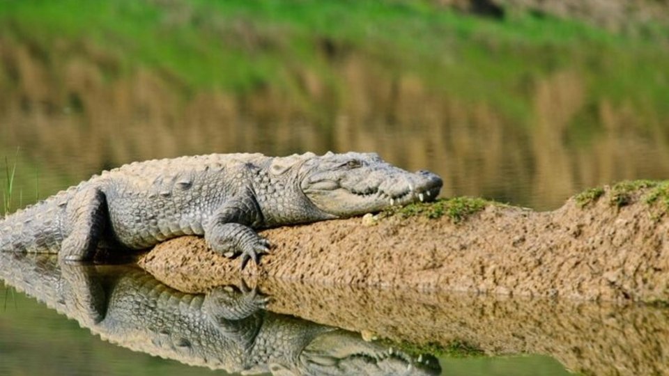 National Chambal Sanctuary Sawai Madhopur