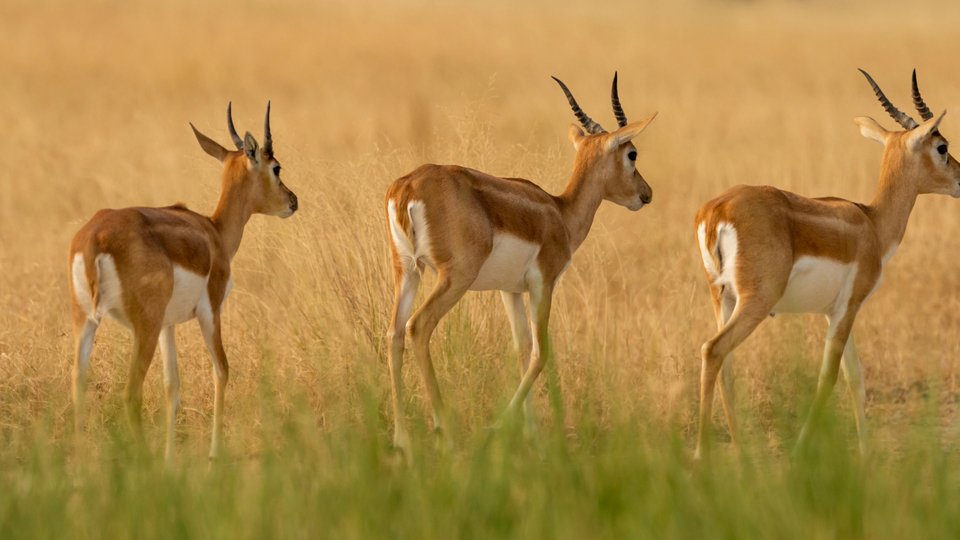 Tal Chhapar Sanctuary Churu