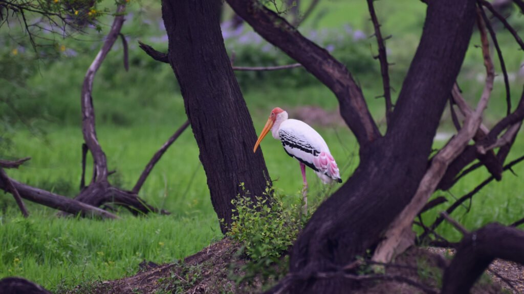 Bharatpur Zoo