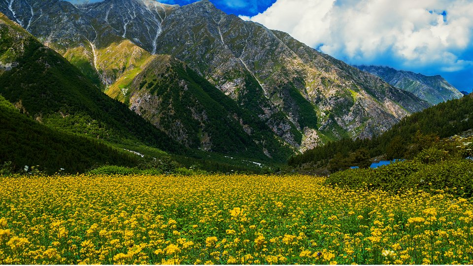 Chitkul Meadows Chitkul