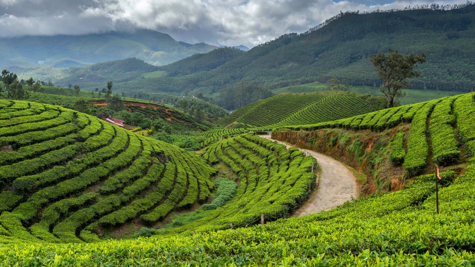 Kolukkumalai Tea Estate