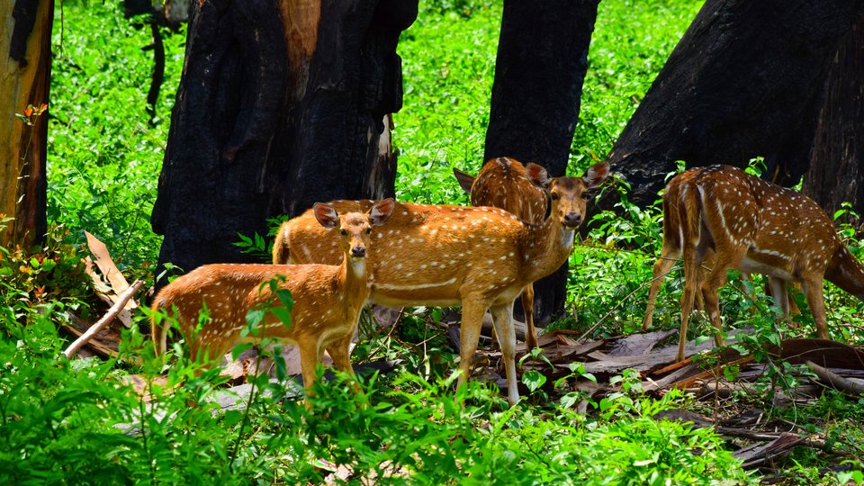 Wayanad Wildlife Sanctuary