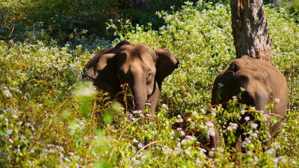  Nagarhole National Park